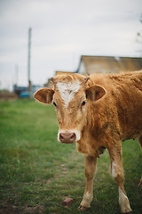 Image showing brown cow standing in the grass