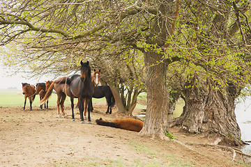 Image showing horses resting under trees by the river