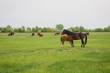 Image showing horse with foal