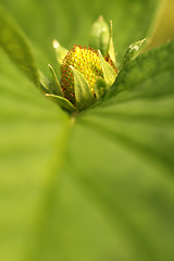 Image showing Young Strawberry