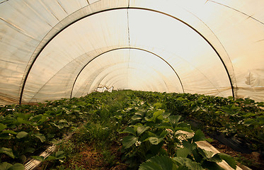 Image showing Strwaberry greenhouse