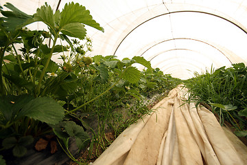 Image showing Strwaberry greenhouse