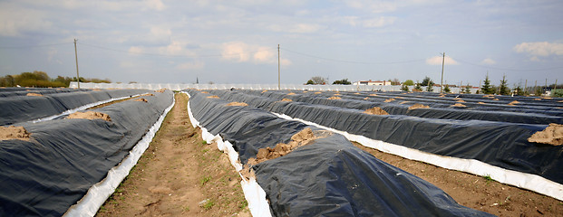 Image showing Asparagus field