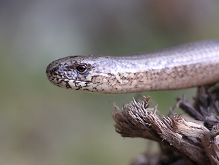 Image showing Blind Worm