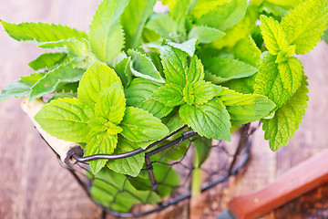 Image showing fresh mint