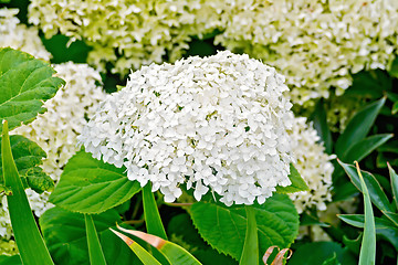 Image showing Hydrangea white fluffy