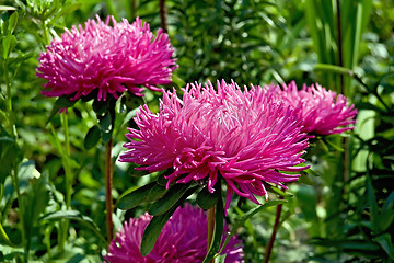 Image showing Aster pink lush