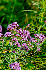 Image showing Oregano lilac with leaves