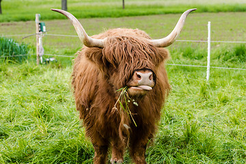 Image showing Scottish Highland Cow