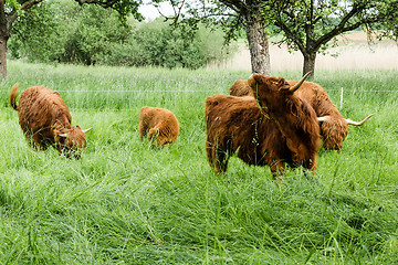 Image showing Scottish Highland Cows