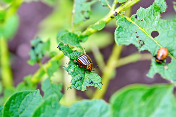 Image showing Colorado beetle and larva on potato leaves