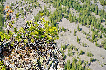 Image showing Cedar on the edge of a cliff