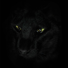 Image showing Black cat on black background