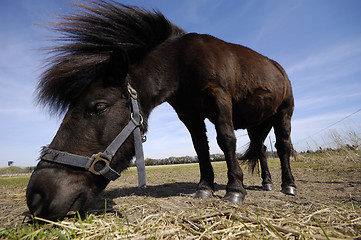 Image showing Pony is eating grass