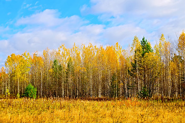 Image showing Forest autumn yellow and blue sky