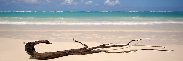 Image showing Exotic beach and driftwood