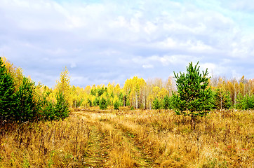 Image showing Forest autumn with pines and road