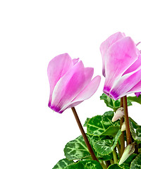 Image showing Cyclamen pink with leaves