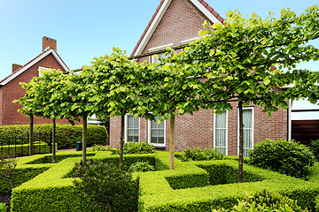 Image showing Decorative green buxus bushes