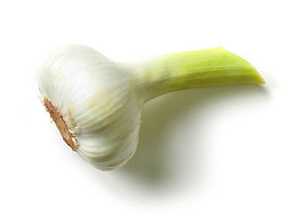 Image showing fresh raw garlic