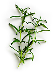 Image showing green rosemary on white background