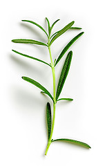 Image showing green rosemary on white background