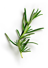 Image showing green rosemary on white background