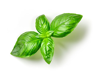 Image showing fresh green basil