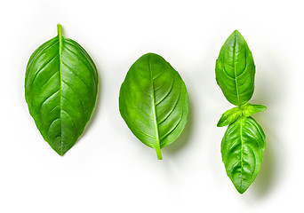 Image showing fresh green basil leaves