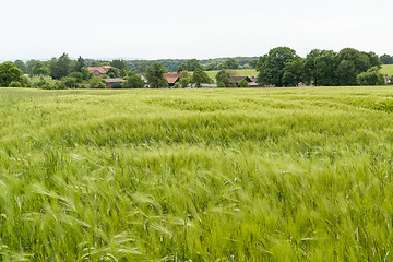 Image showing agricultural springtime scenery