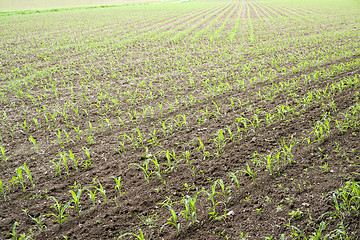 Image showing sunny farmland scenery