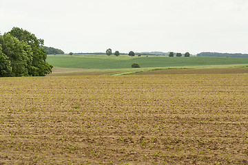 Image showing agricultural scenery