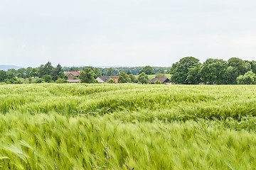 Image showing agricultural springtime scenery