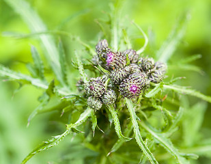 Image showing young thistle buds
