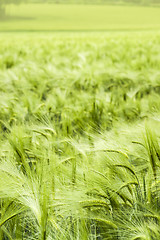 Image showing barley field detail