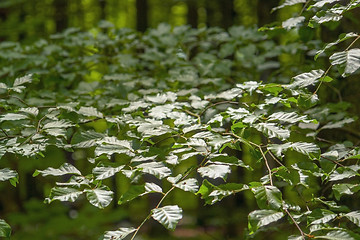 Image showing glossy green leaves