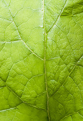 Image showing green leaf detail