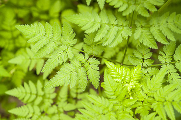 Image showing green leaves pattern