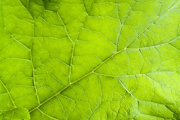 Image showing green leaf detail