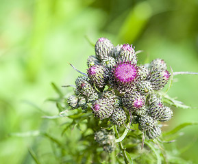 Image showing young thistle buds