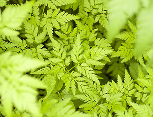 Image showing green leaves pattern