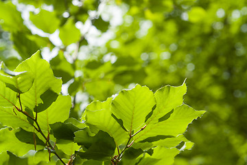 Image showing translucent green leaves