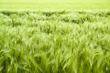 Image showing barley field detail