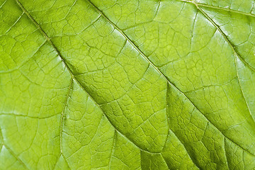 Image showing green leaf detail