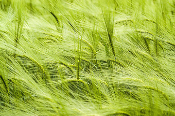 Image showing barley field detail