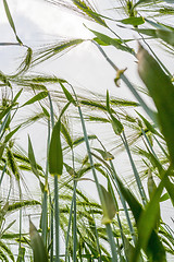 Image showing barley field detail