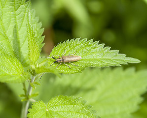 Image showing golden-bloomed grey longhorn beetle