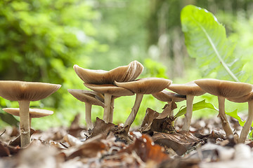 Image showing mushrooms in natural ambiance