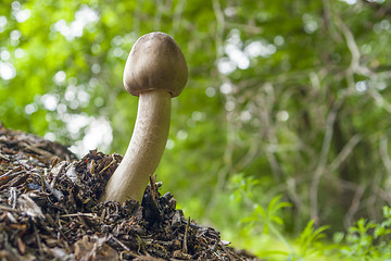 Image showing mushroom in natural ambiance