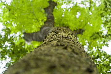 Image showing bottom up tree